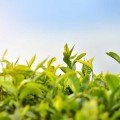 tea-plantation-g1ef388250_1280
