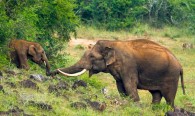 ponmudi-peppara-wild-life-sanctuary