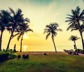 kerala-tourism-trivandrum-palm-tree-beach-sea