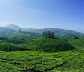munnar_keralatourism_750