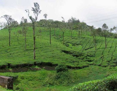nelliyampathy