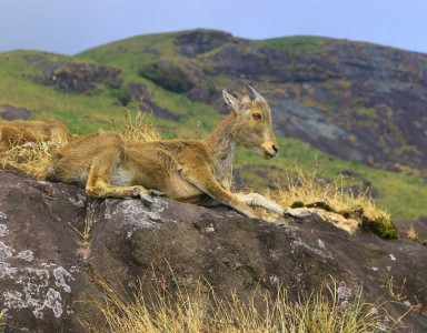 nilgiri-g20e7d8ab3_1280