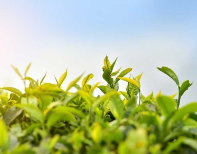 tea-plantation-g1ef388250_1280